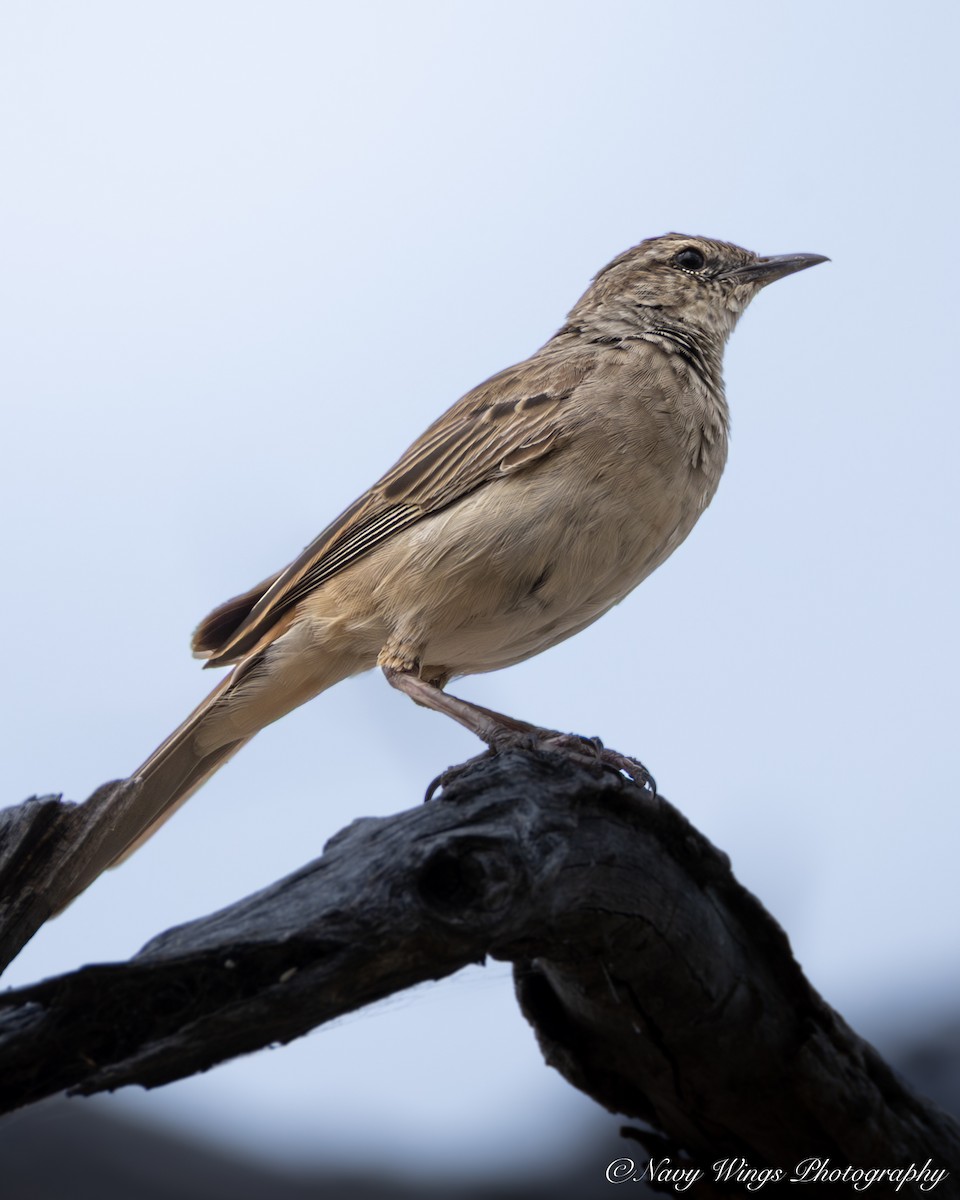 コシアカヒバリモドキ - ML646502210