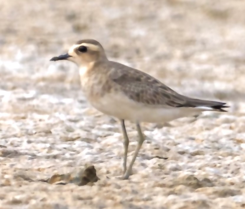 kulík kaspický - ML646502211