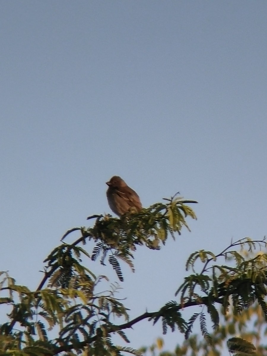 hýl rudý - ML646502212