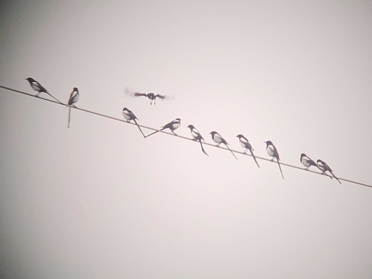 Yellow-billed Magpie - ML646502213