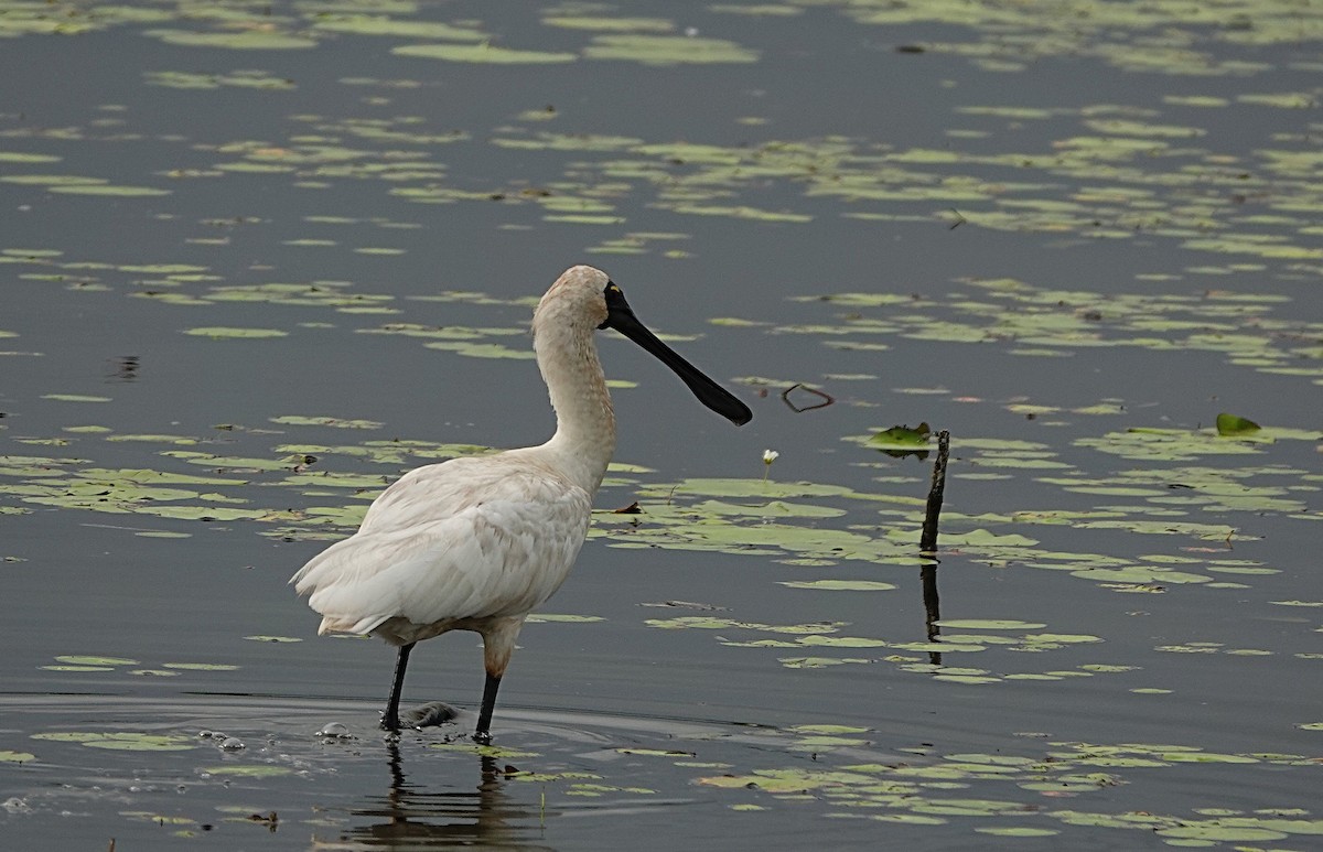Royal Spoonbill - ML646502214