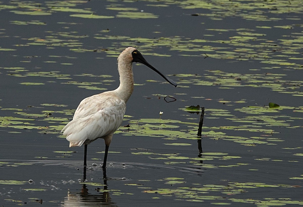 Royal Spoonbill - ML646502215