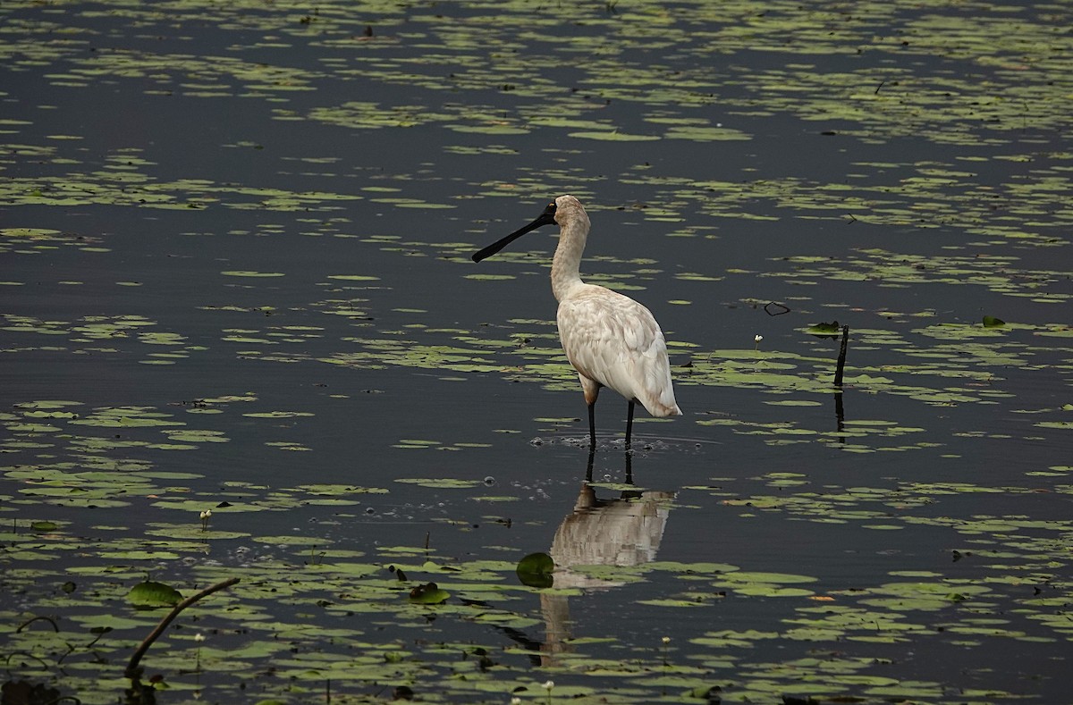 Royal Spoonbill - ML646502216