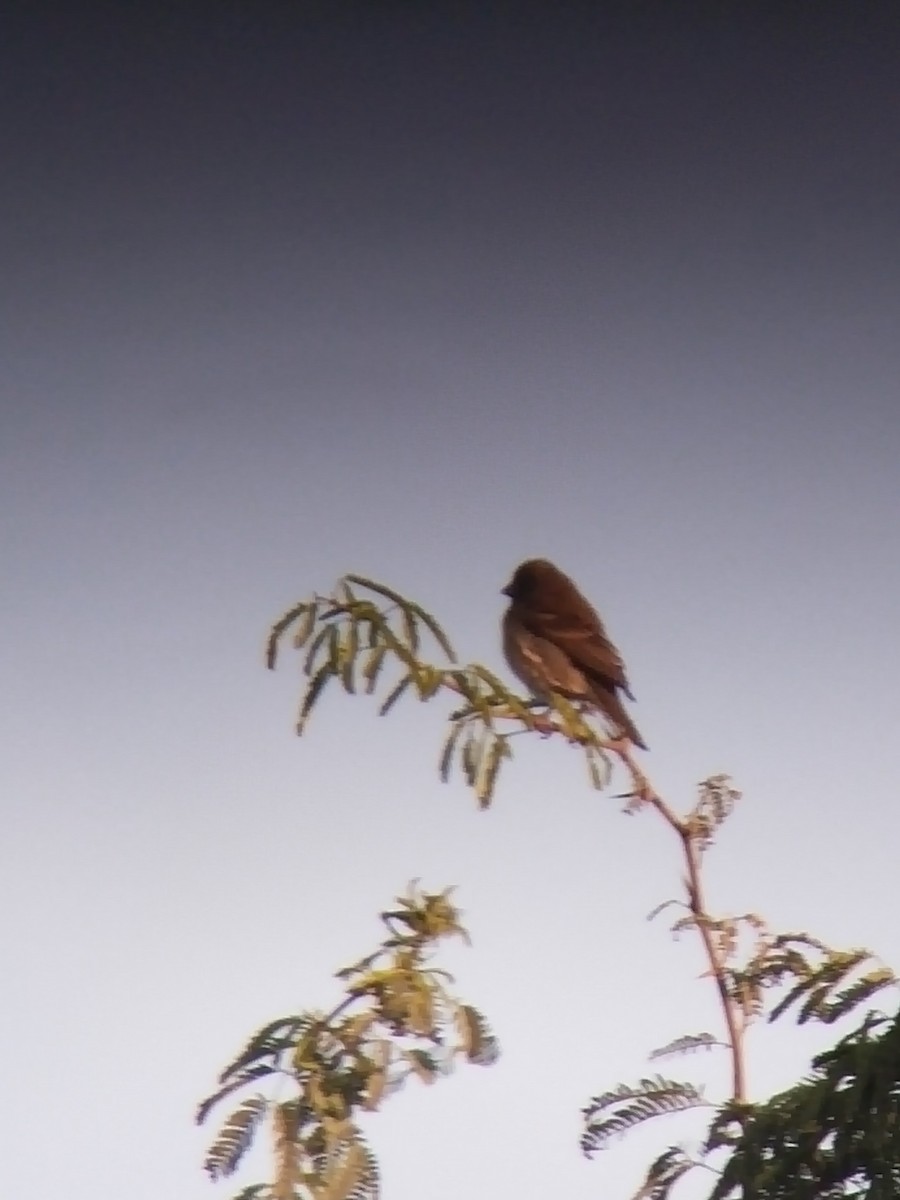 Common Rosefinch - ML646502217