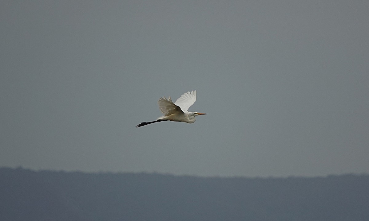 Great Egret (modesta) - ML646502218