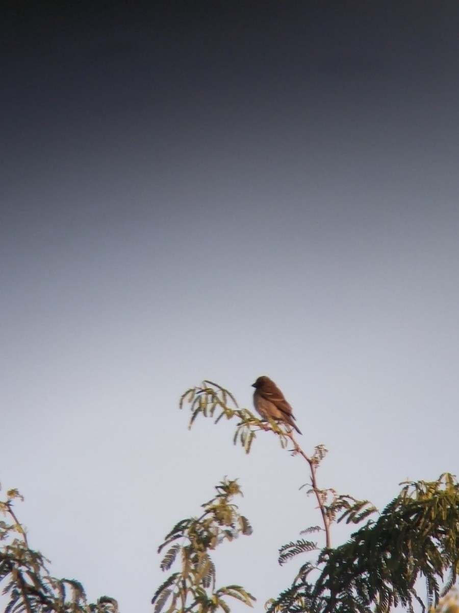 Common Rosefinch - ML646502219