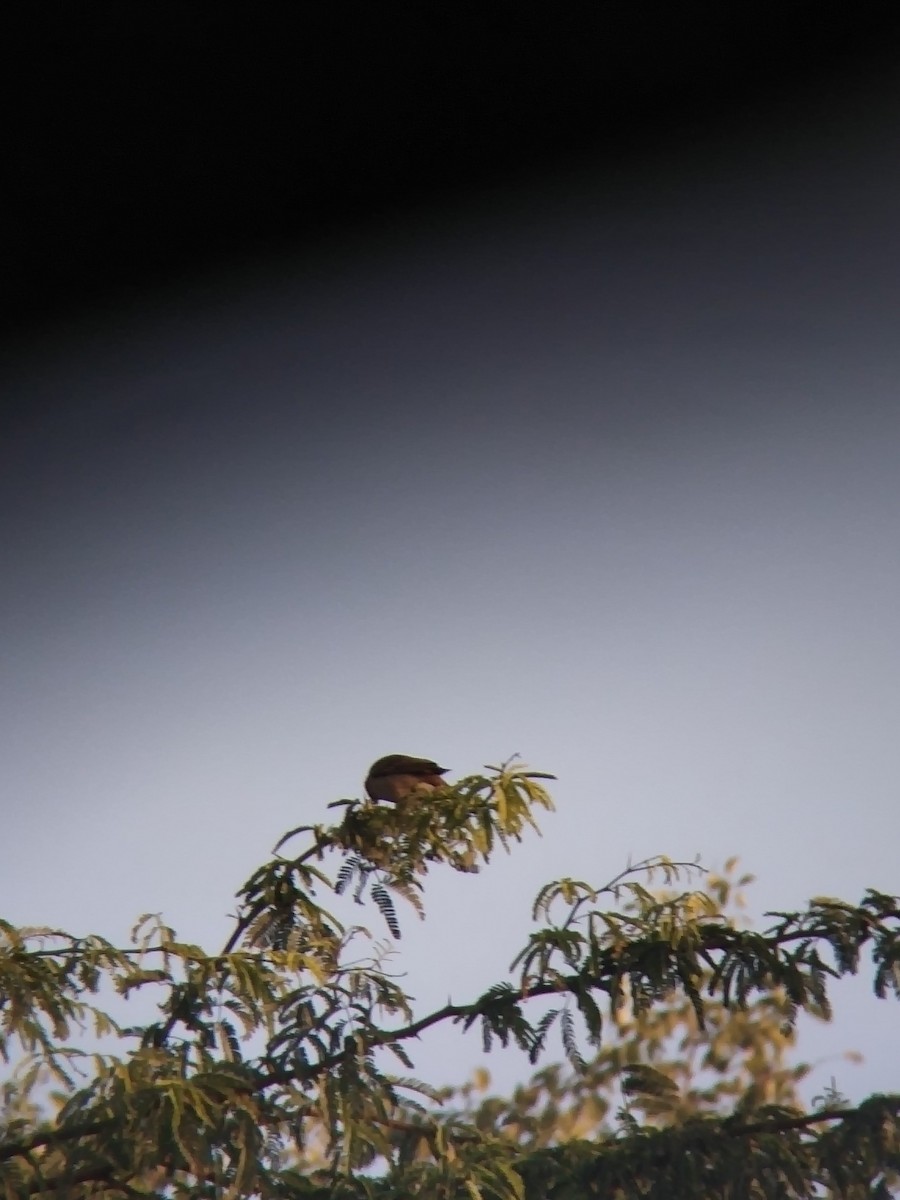 Common Rosefinch - ML646502220