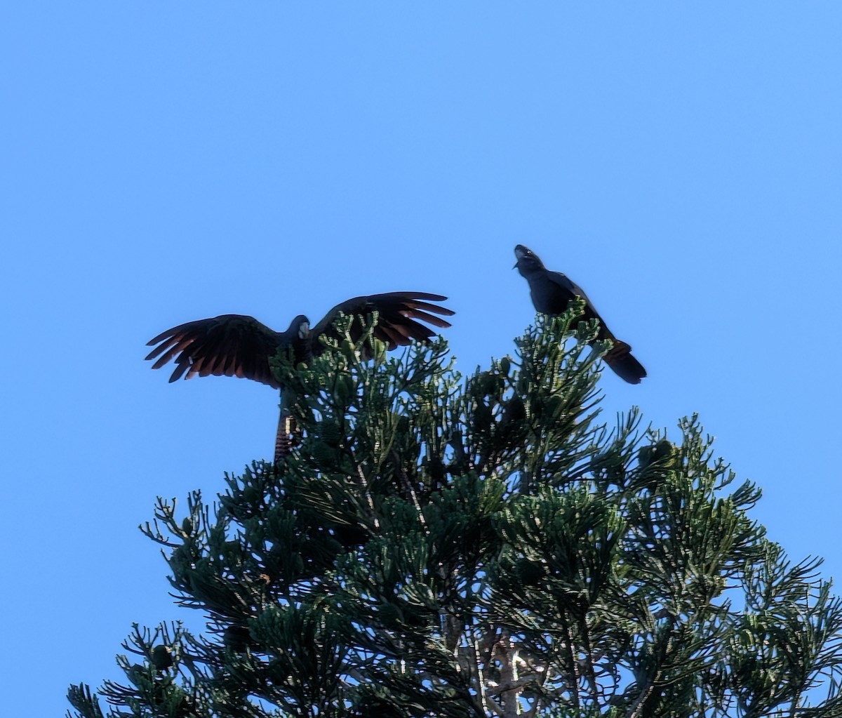 Red-tailed Black-Cockatoo - ML646502221