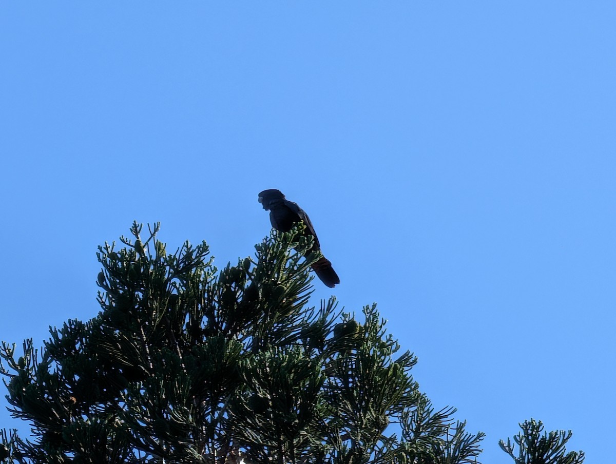 Red-tailed Black-Cockatoo - ML646502222