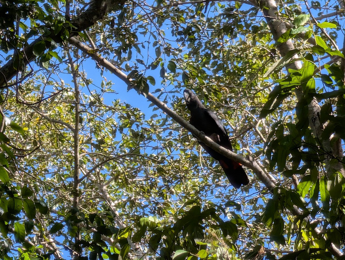 Red-tailed Black-Cockatoo - ML646502223