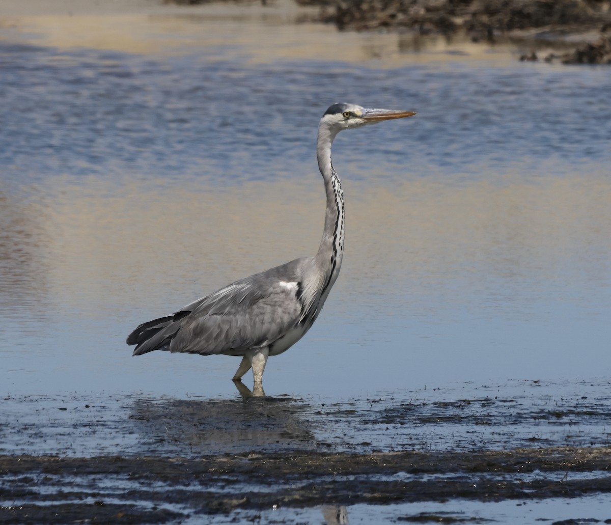 Gray Heron (Gray) - ML646502225