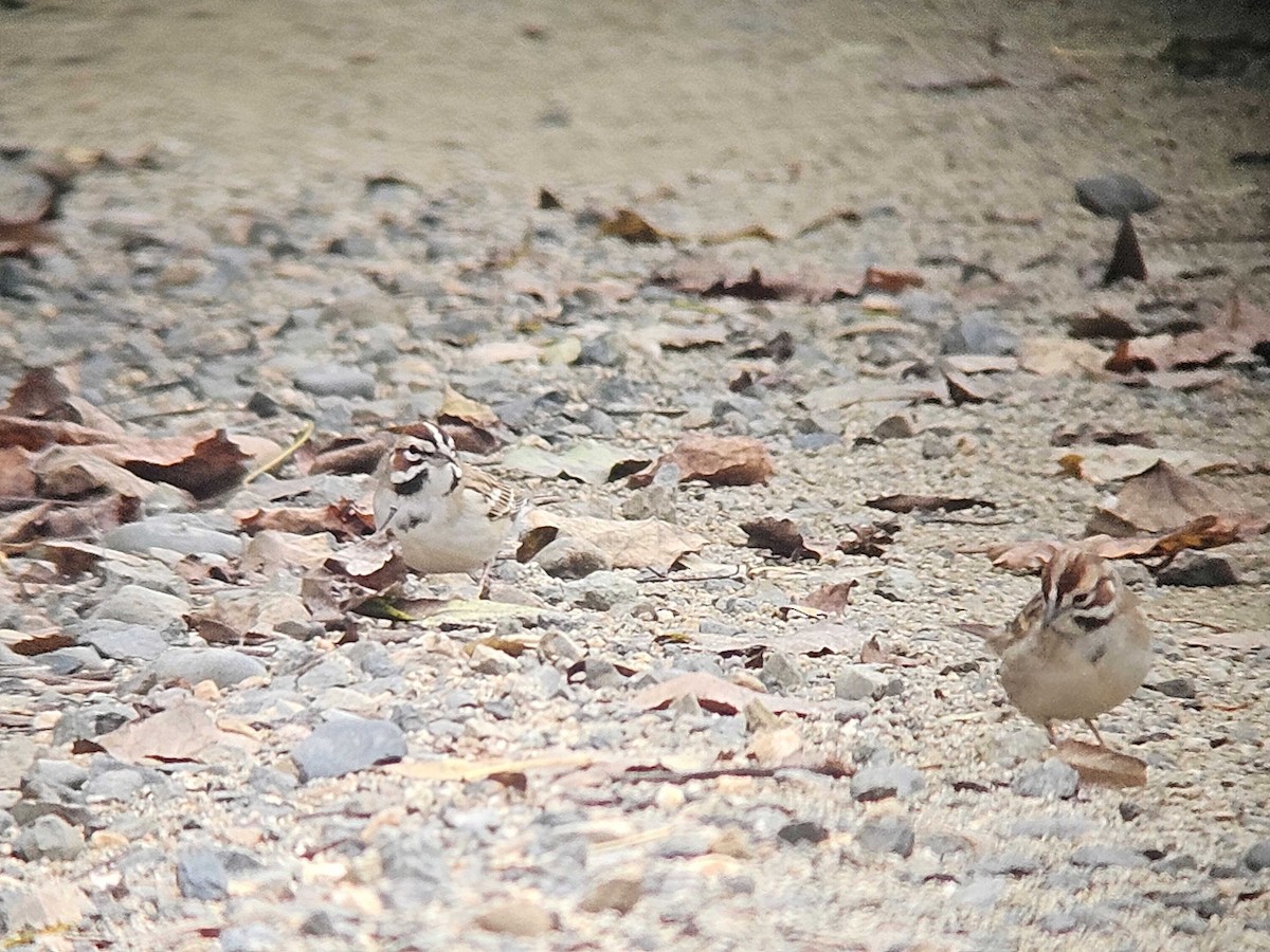 Lark Sparrow - ML646502226
