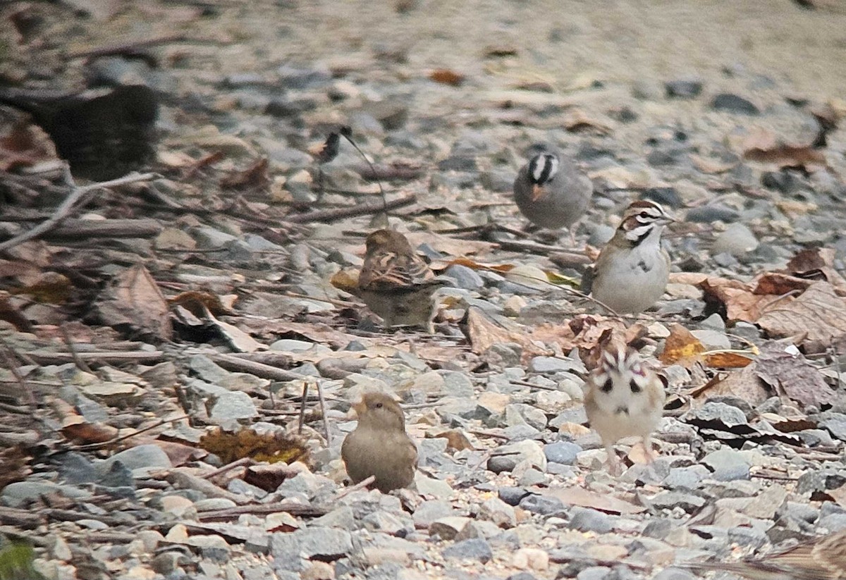 Lark Sparrow - ML646502227
