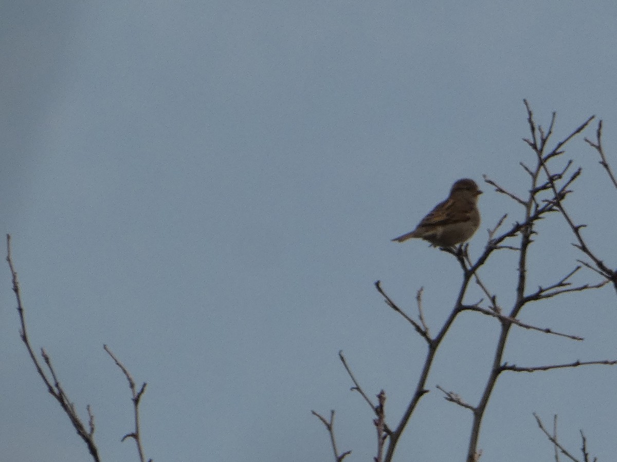 House Sparrow - ML646502228