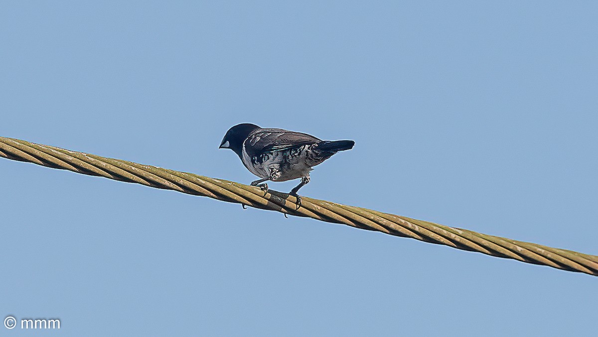 Bronze Mannikin - ML646502231