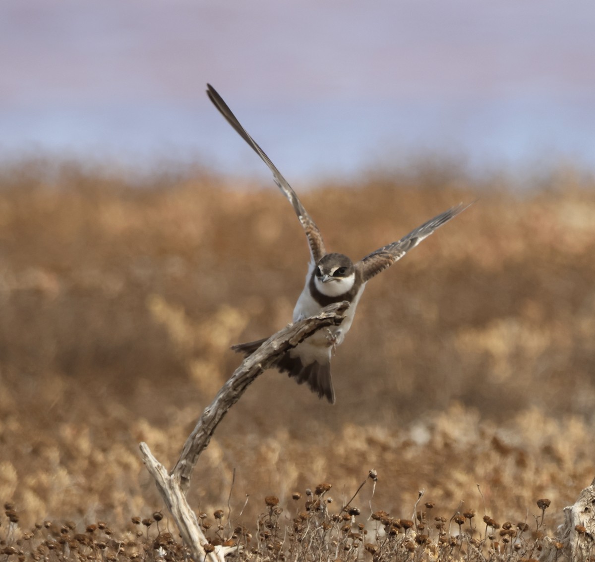 Banded Martin - ML646502233