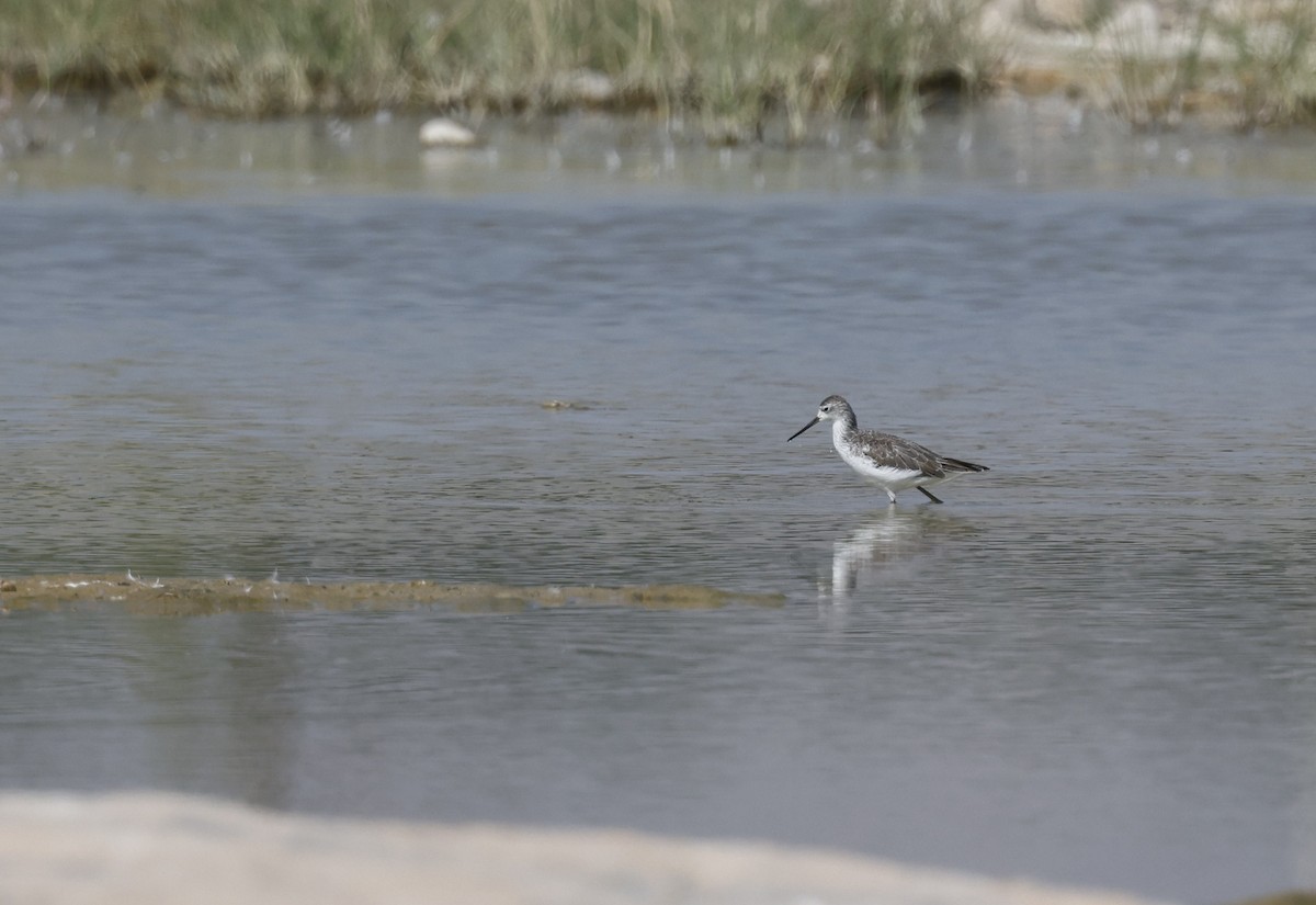 Marsh Sandpiper - ML646502234