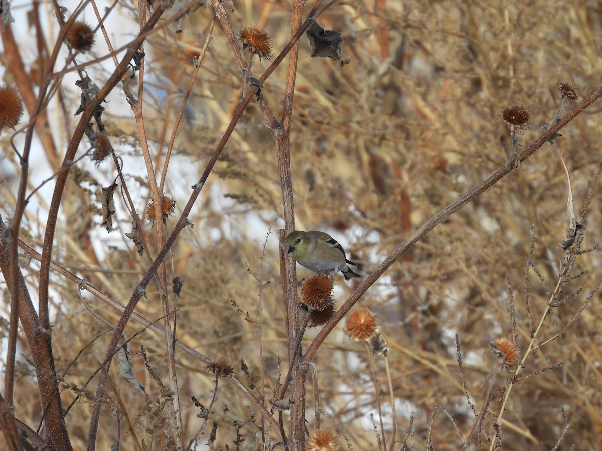 American Goldfinch - ML646502237