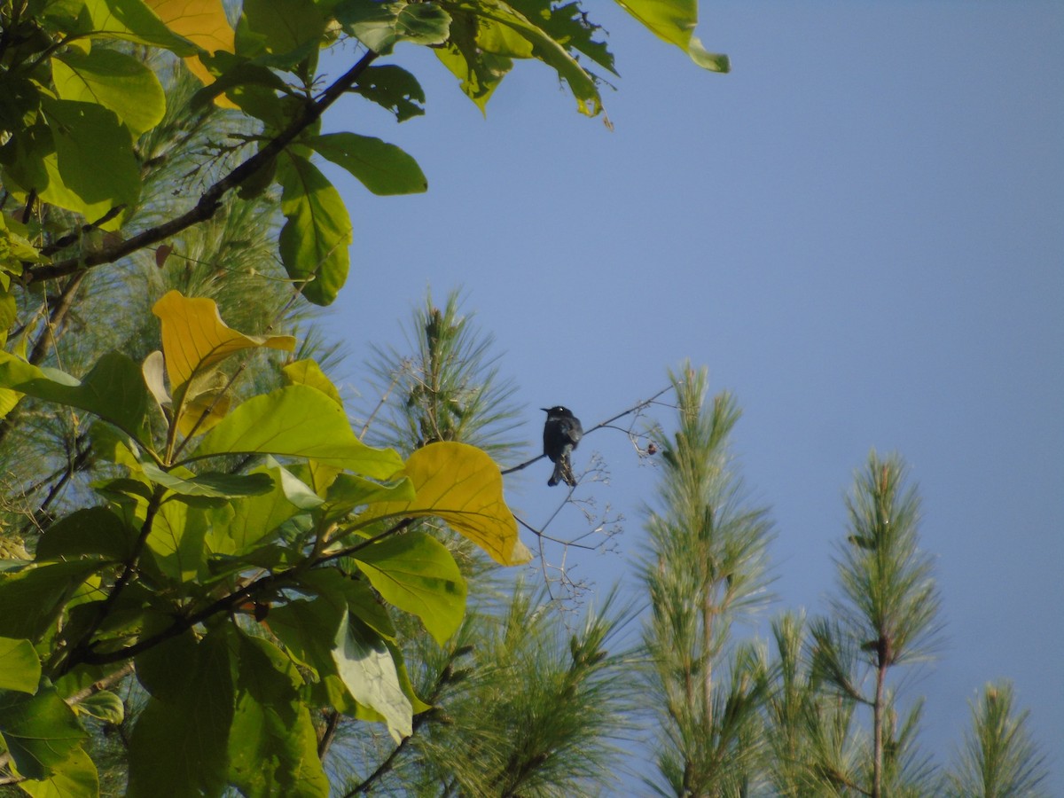 Square-tailed Drongo-Cuckoo - ML646502238