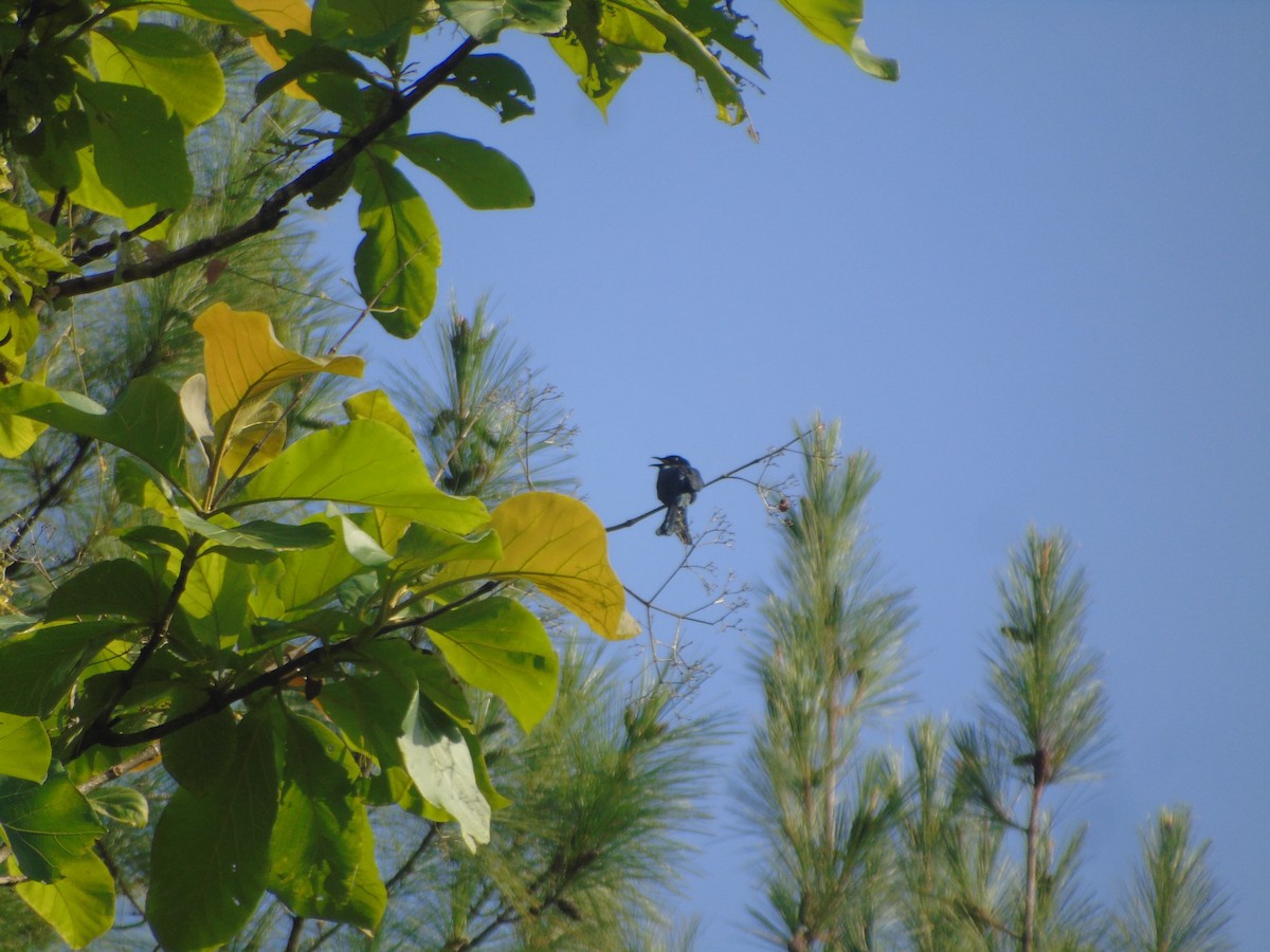Square-tailed Drongo-Cuckoo - ML646502239