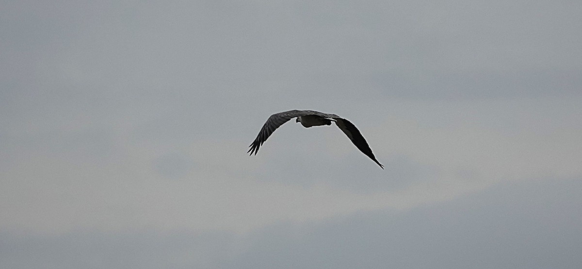 White-bellied Sea-Eagle - ML646502241