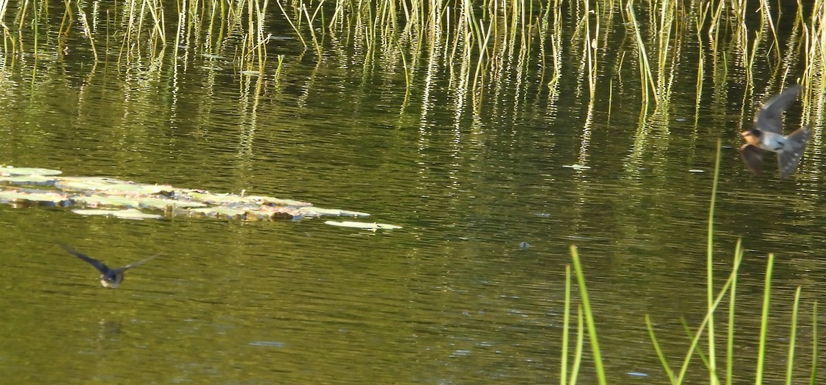 Welcome Swallow - ML646502242