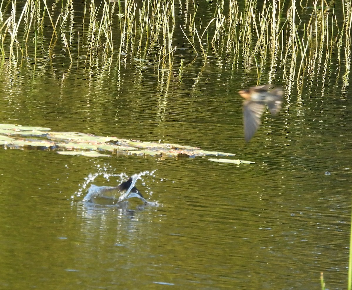 Welcome Swallow - ML646502243