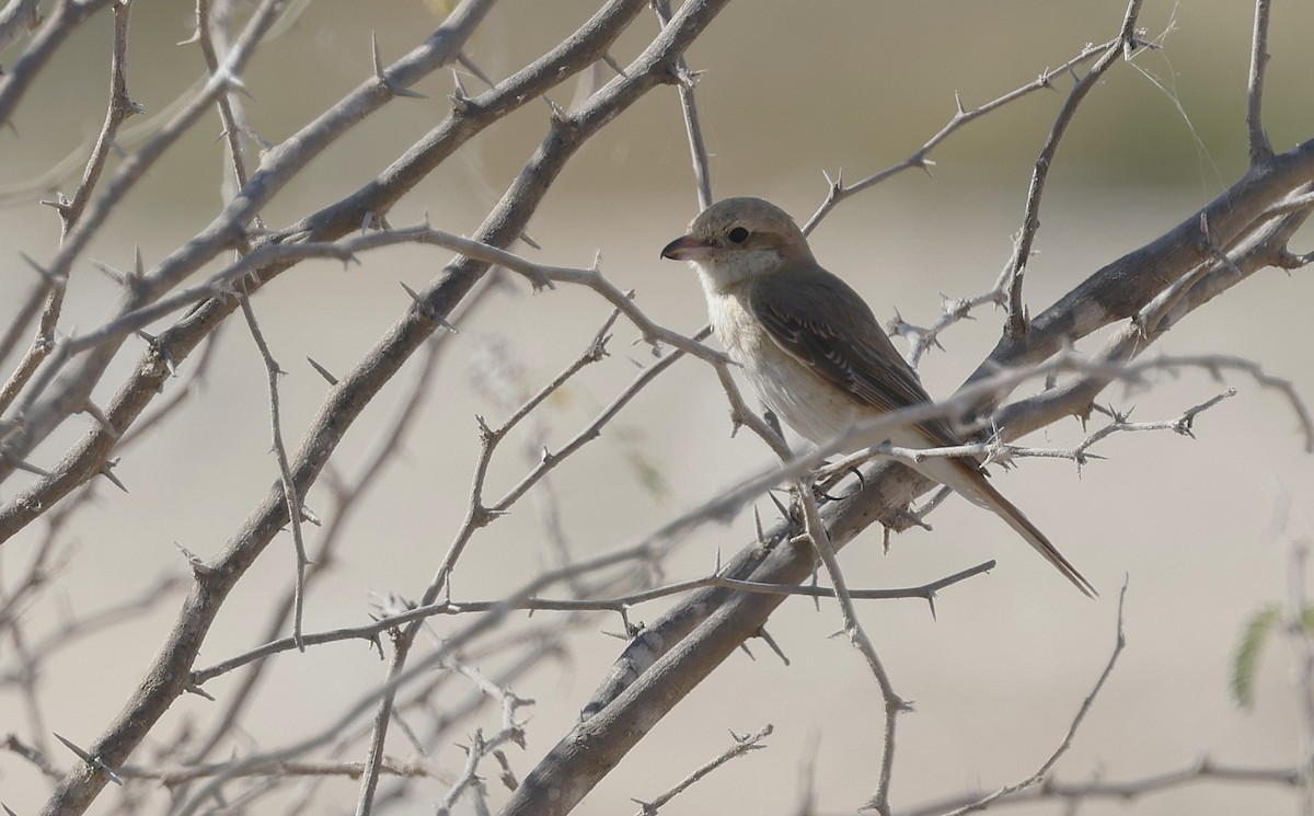 Isabelline Shrike - ML646502245