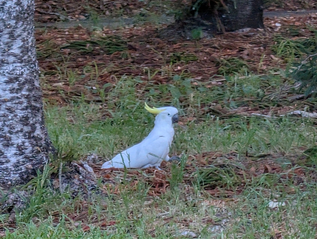 Sulphur-crested Cockatoo - ML646502246
