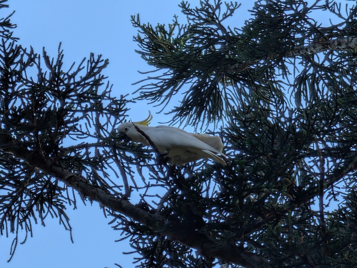 Sulphur-crested Cockatoo - ML646502247