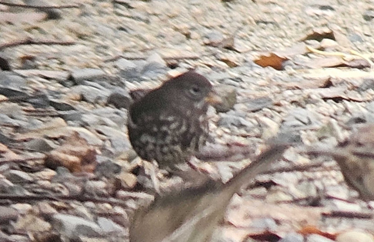 Fox Sparrow (Sooty) - ML646502249