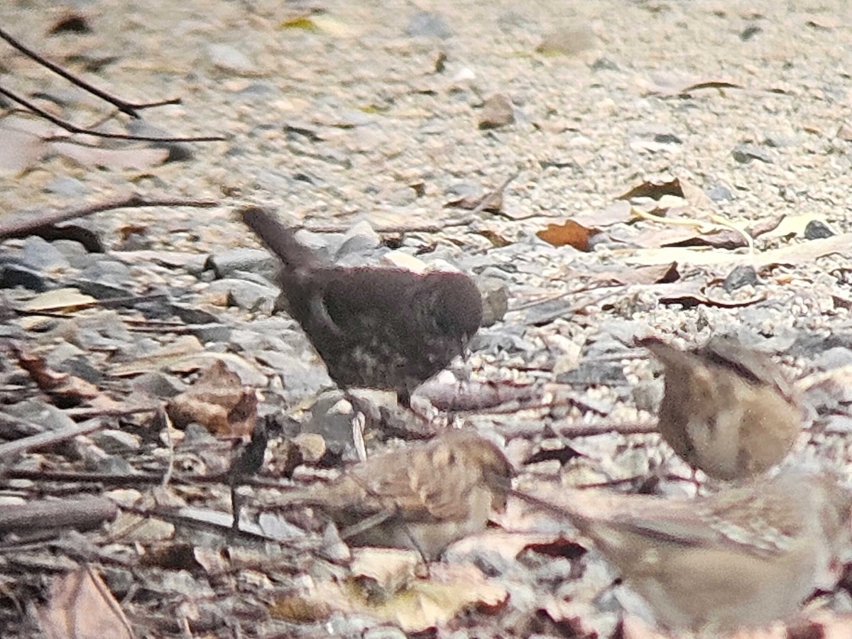 Fox Sparrow (Sooty) - ML646502250