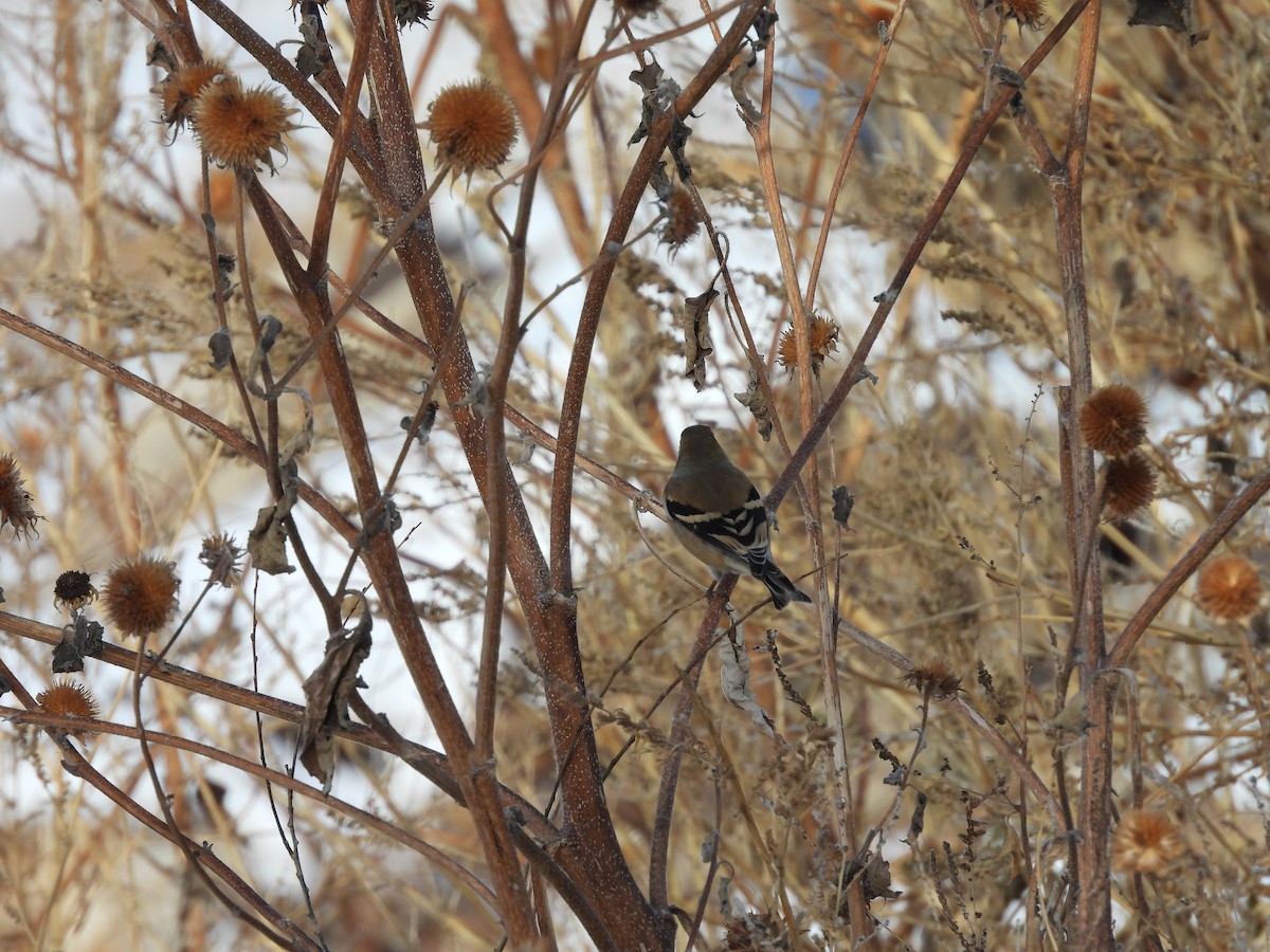 American Goldfinch - ML646502251