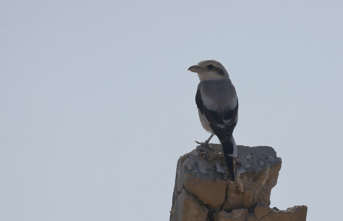 ヨーロッパオオモズ（pallidirostris） - ML646502252