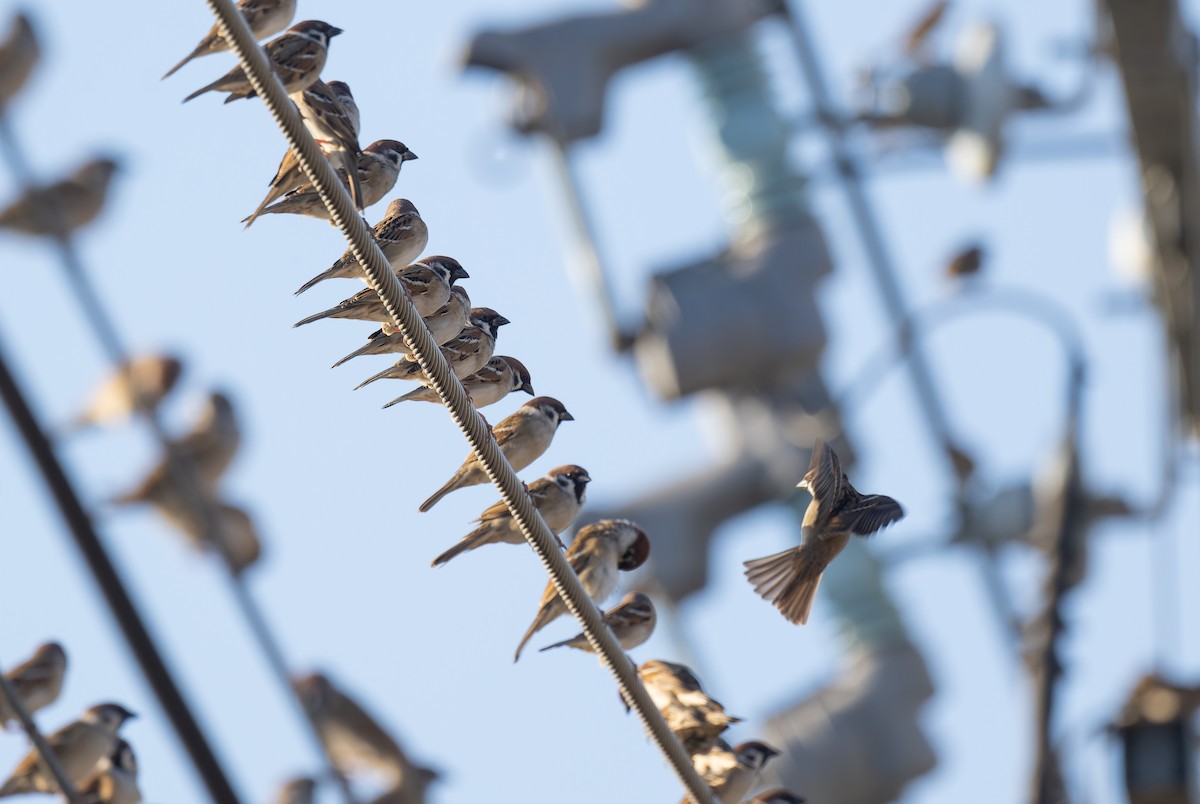 Eurasian Tree Sparrow - ML646502255