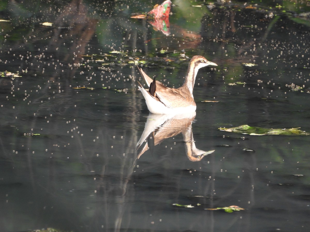 Фазанохвостая якана - ML646502256