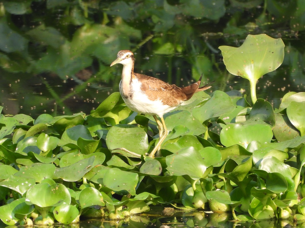 Фазанохвостая якана - ML646502257