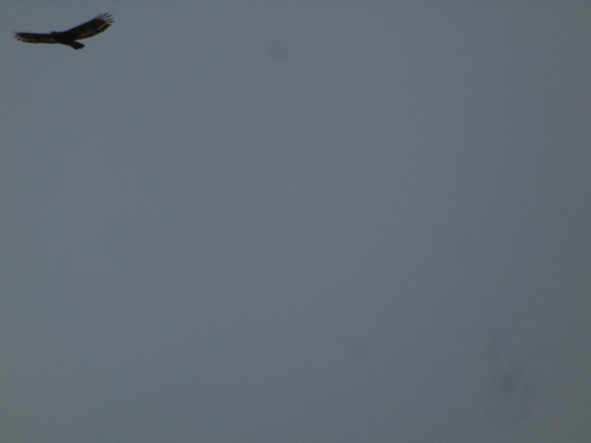 orlík chocholatý - ML646502258