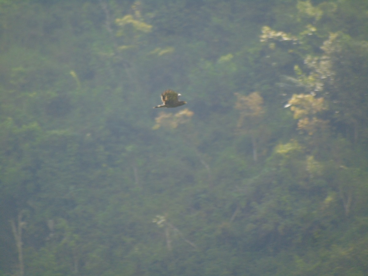 orlík chocholatý - ML646502259