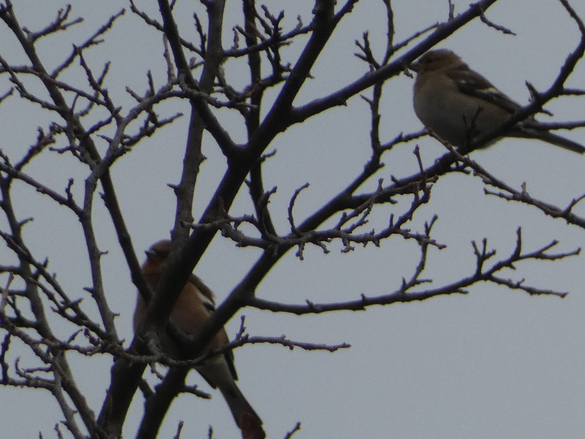 Дуулгат бужирга - ML646502260