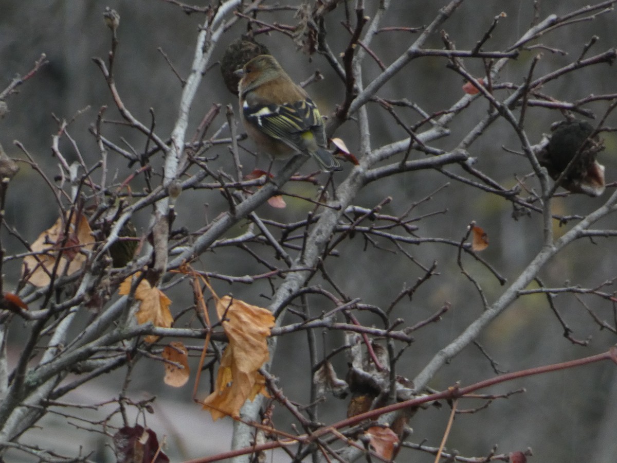 Дуулгат бужирга - ML646502261