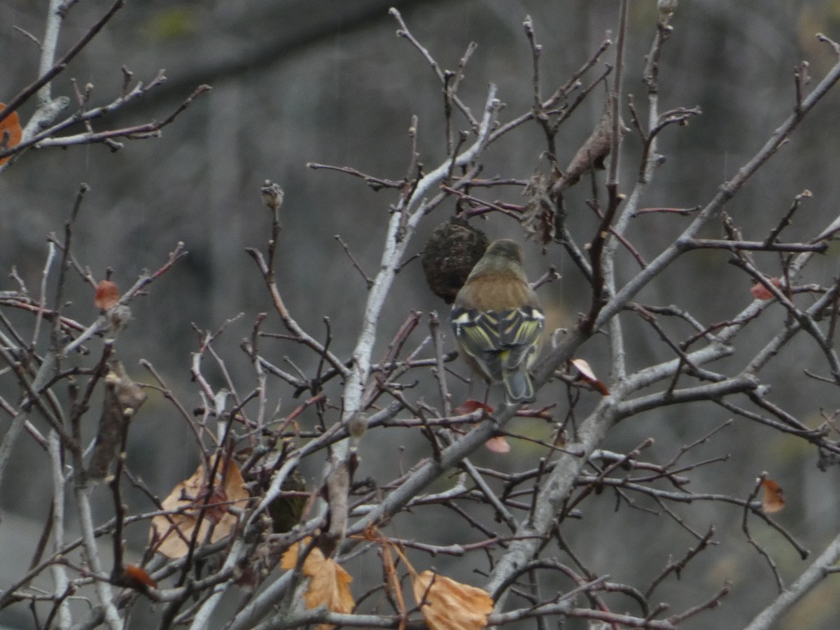 Дуулгат бужирга - ML646502262