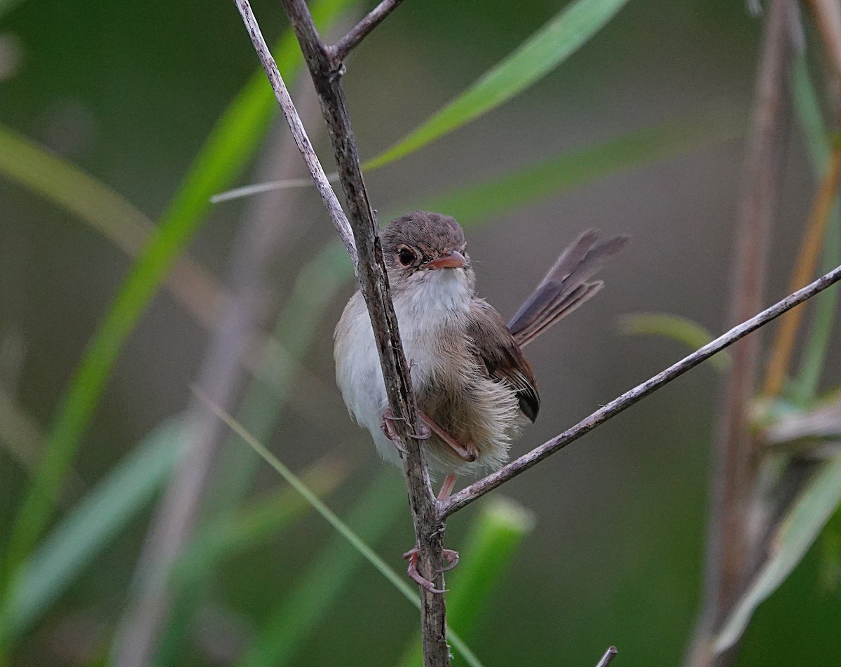 Red-backed Fairywren - ML646502265
