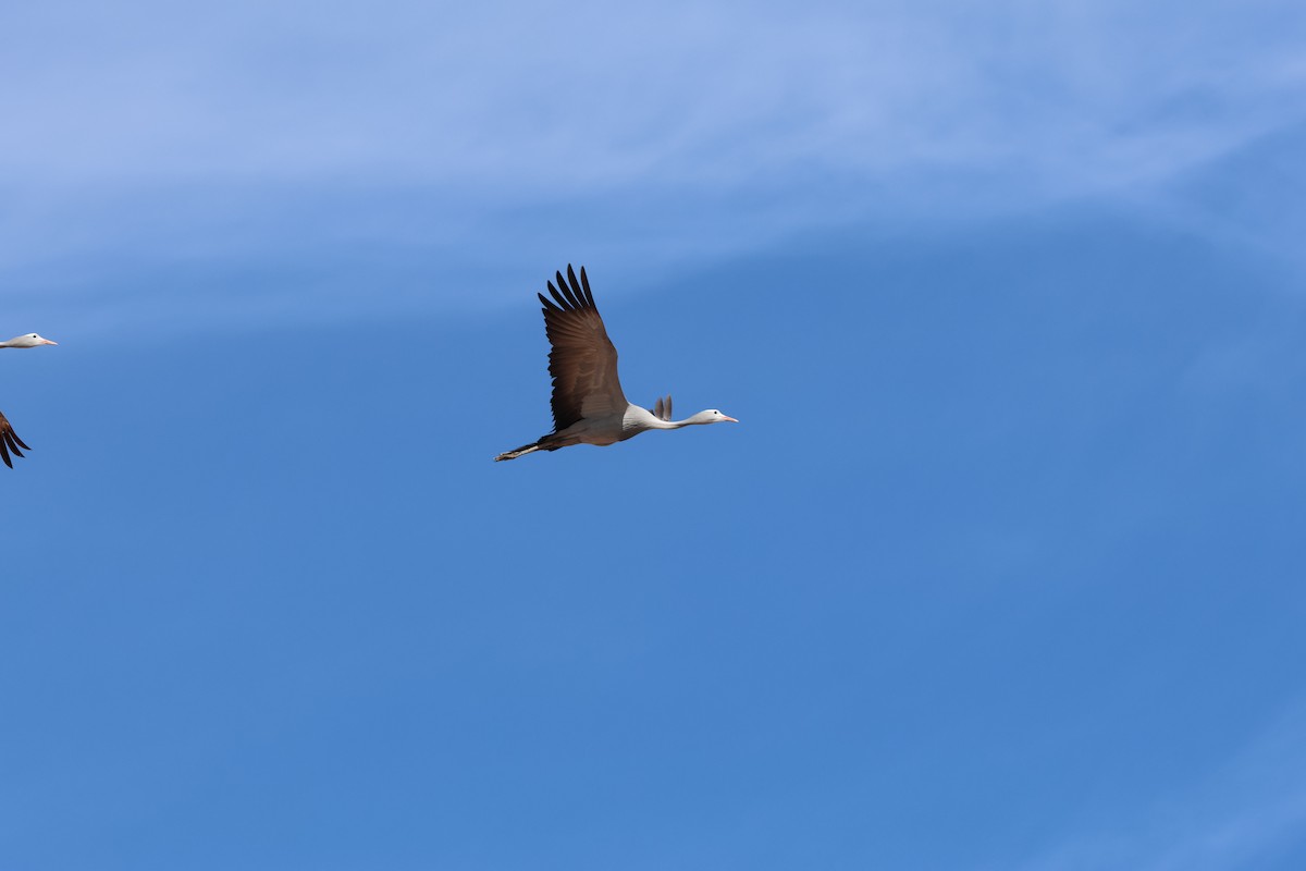 jeřáb rajský - ML646502266