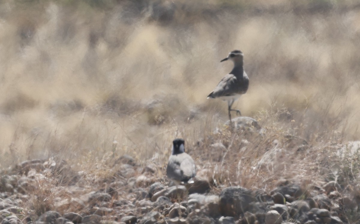 マミジロゲリ - ML646502267