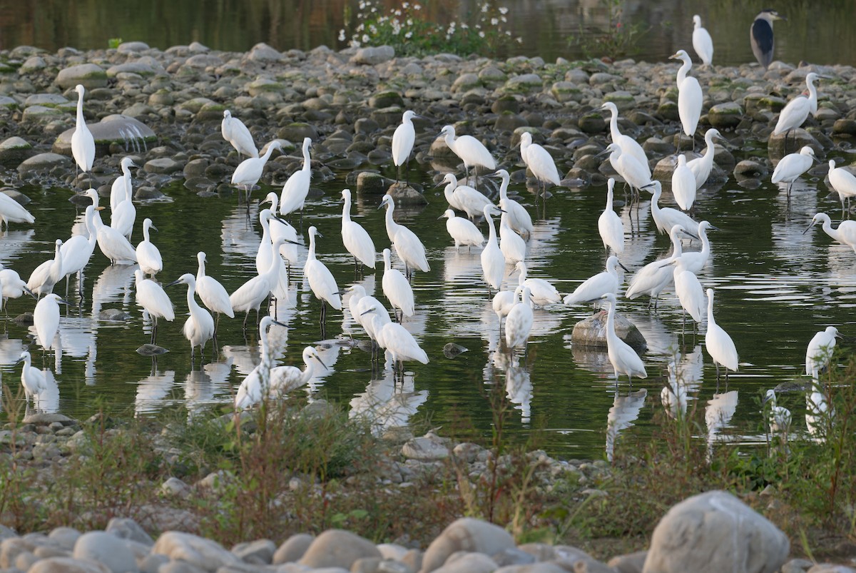 Little Egret - ML646502269
