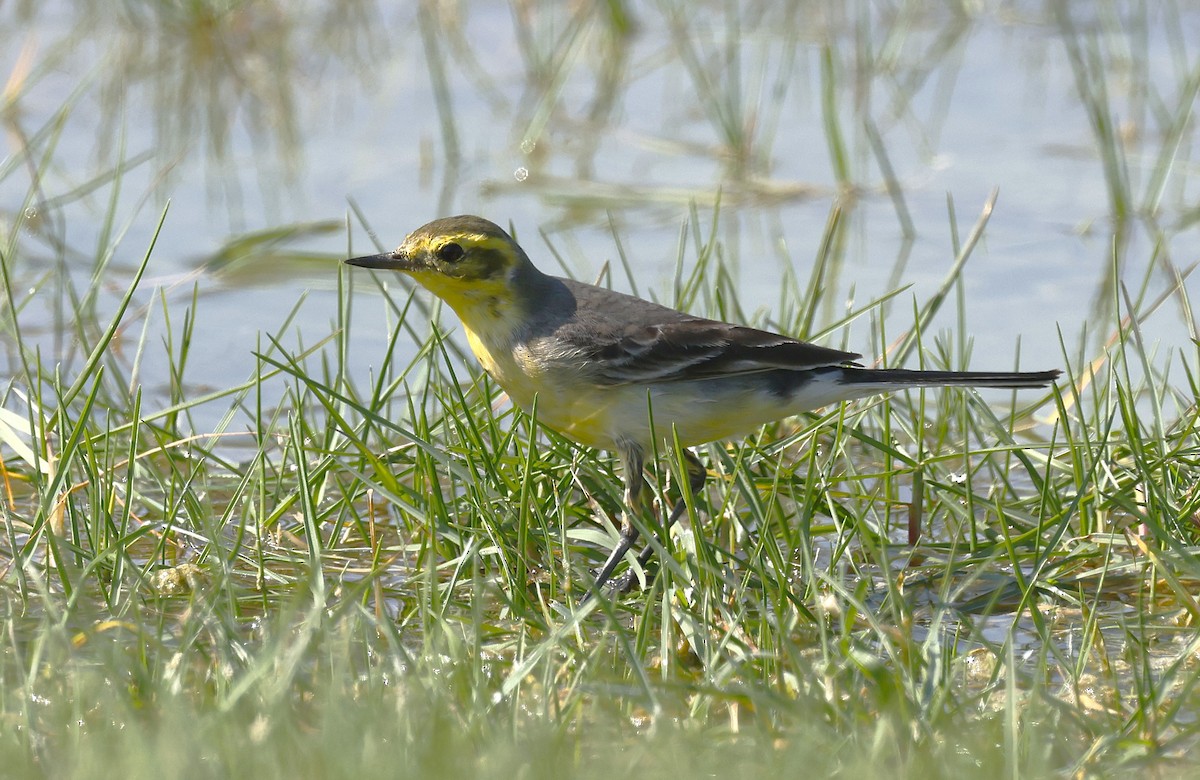 キガシラセキレイ - ML646502270