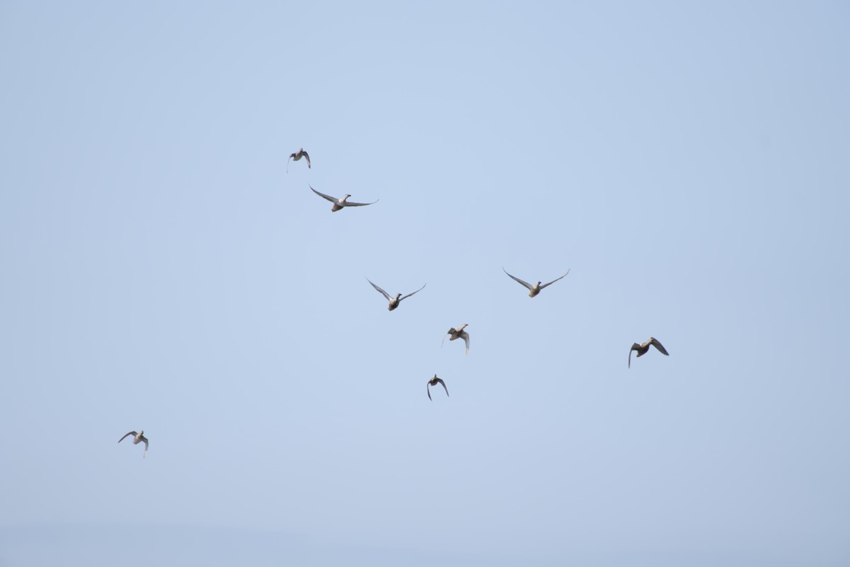 ハシビロガモ - ML646502271