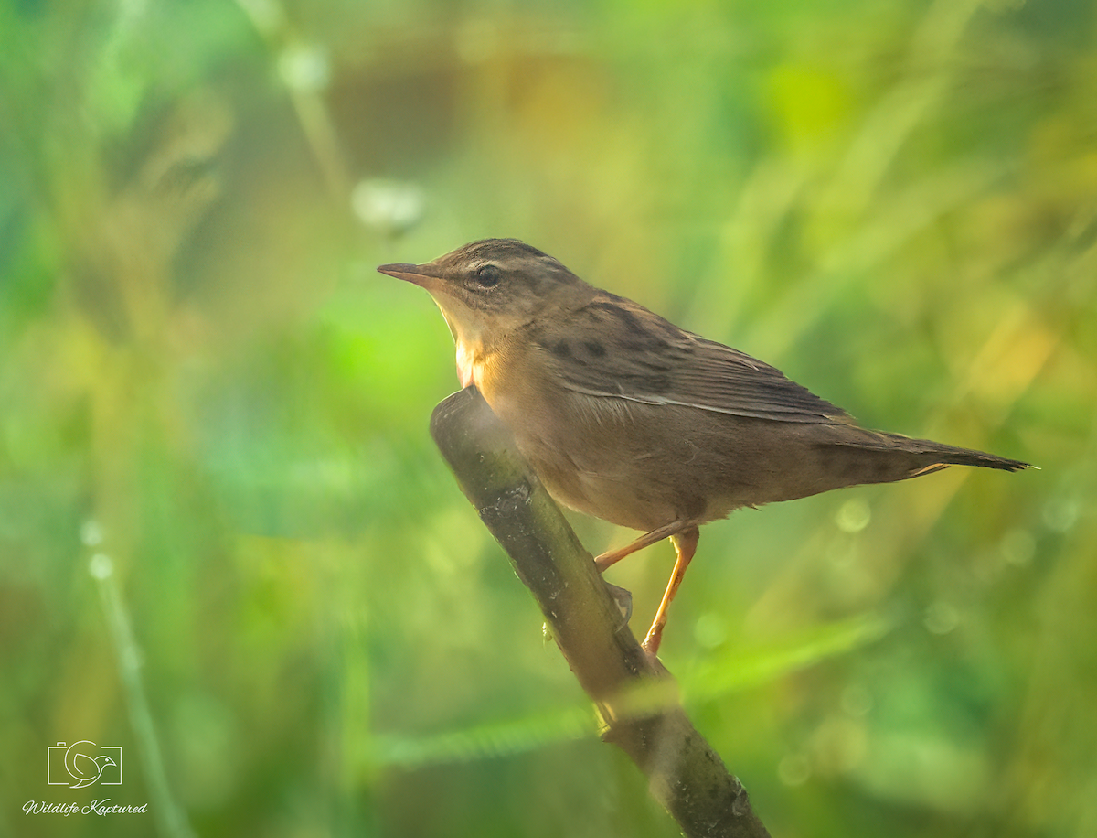 Pallas's Grasshopper Warbler - ML646502272