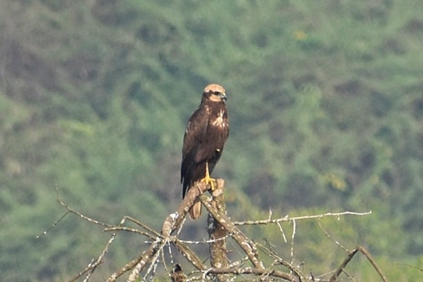 Western Marsh Harrier - ML646502275